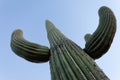 Saguaro Cactus Carnegiea gigantea blue desert sky