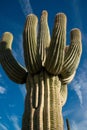 Saguaro Cactus (Carnegiea gigantea) in desert, giant cactus against a blue sky in winter in the desert of Arizona Royalty Free Stock Photo