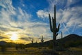 Saguaro Cactus (Carnegiea gigantea) in desert, giant cactus against a blue sky in winter in the desert of Arizona Royalty Free Stock Photo