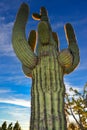 Saguaro Cactus (Carnegiea gigantea) in desert, giant cactus against a blue sky in winter in the desert of Arizona, USA Royalty Free Stock Photo