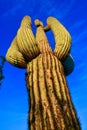 Saguaro Cactus (Carnegiea gigantea) in desert, giant cactus against a blue sky in winter in the desert of Arizona, USA Royalty Free Stock Photo