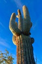 Saguaro Cactus (Carnegiea gigantea) in desert, giant cactus against a blue sky in winter in the desert of Arizona, USA Royalty Free Stock Photo