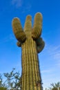 Saguaro Cactus (Carnegiea gigantea) in desert, giant cactus against a blue sky in winter in the desert of Arizona, USA Royalty Free Stock Photo