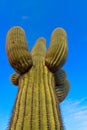 Saguaro Cactus (Carnegiea gigantea) in desert, giant cactus against a blue sky in winter in the desert of Arizona, USA Royalty Free Stock Photo