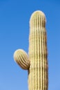 Saguaro Cactus Carnegiea gigantea detail of side arm