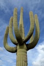 Saguaro Cactus (Carnegiea gigantea) with Many Arms