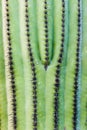 Saguaro Cactus Carnegiea gigantea spines abstract Royalty Free Stock Photo