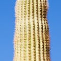 Saguaro Cactus Carnegiea gigantea spiny column