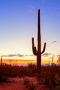 Saguaro cactus Carnegiea gigantea stands out against an evening sky, Arizona, United States Royalty Free Stock Photo