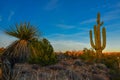 Saguaro Cactus (Carnegiea gigantea) in desert, giant cactus against a blue sky in winter in the desert of Arizona, USA Royalty Free Stock Photo