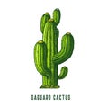 Saguaro cactus or cereus cacti, vector icon