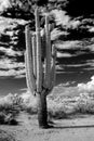 Saguaro Cactus cereus giganteus Royalty Free Stock Photo