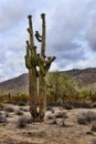 Saguaro Cactus cereus giganteus Arizona