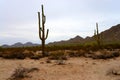 Saguaro Cactus cereus giganteus Sonora desert