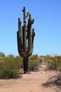 Saguaro Cactus cereus giganteus