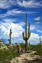 Saguaro Cactus cereus giganteus Sonora Desert