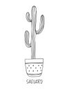 Saguaro cactus in decorative pot in doodle style with a handwritten title Royalty Free Stock Photo