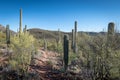 Saguaro cactus in the Desert Royalty Free Stock Photo