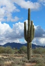 Saguaro Cactus