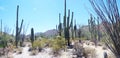 Saguaro cactus, Desert Garden, Phoenix, Arizona, United States Royalty Free Stock Photo