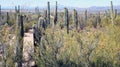 Saguaro cactus, Desert Garden, Phoenix, Arizona, United States Royalty Free Stock Photo