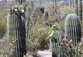 Saguaro cactus, Desert Garden, Phoenix, Arizona, United States Royalty Free Stock Photo