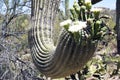 Saguaro cactus, Desert Garden, Phoenix, Arizona, United States Royalty Free Stock Photo