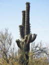 Saguaro cactus, Desert Garden, Phoenix, Arizona, United States Royalty Free Stock Photo