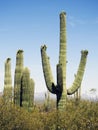 Saguaro cactus, Desert Garden, Phoenix, Arizona, United States Royalty Free Stock Photo