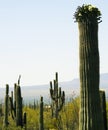 Saguaro cactus, Desert Garden, Phoenix, Arizona, United States Royalty Free Stock Photo