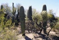 Saguaro cactus, Desert Garden, Phoenix, Arizona, United States Royalty Free Stock Photo