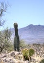 Saguaro Cactus desert landscape, Arizona USA Royalty Free Stock Photo