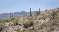 Saguaro Cactus desert landscape, Arizona USA Royalty Free Stock Photo