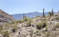 Saguaro Cactus desert landscape, Arizona USA Royalty Free Stock Photo