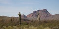 Saguaro cactus desert landscape with Red Mountain in the Salt River Canyon area near Mesa Arizona USA Royalty Free Stock Photo