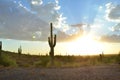 Saguaro cactus in desert landscape sky