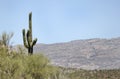 Saguaro Cactus desert mountains, Colossal Cave Mountain Park, Arizona Royalty Free Stock Photo