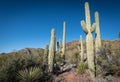 Saguaro cactus in the Desert Royalty Free Stock Photo