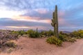 Saguaro Cactus Desert Sunset Landscape Panorama Royalty Free Stock Photo