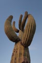 Saguaro cactus detail, Saguaro National Park.