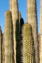 Saguaro Cactus Details Royalty Free Stock Photo