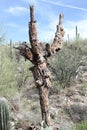Skeleton of a dead saguaro cactus