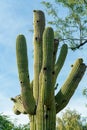 Saguaro cactus with dried up and dead flower buds in late afternoon sun with visible vegetation and spike textures