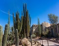 Saguaro cactus in the famous Desert Botanical Garden Phoenix Arizona