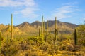 Saguaro Cactus Field In Desert