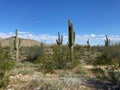 Saguaro Cactus Field in White Tank Mountains of Arizona