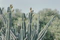 Saguaro cactus with flower buds. Carnegiea gigantea