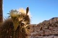 Saguaro Cactus flower in the desert Royalty Free Stock Photo