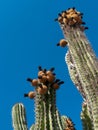 Saguaro Cactus Flowers