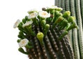 A Cluster Of Saguaro Cactus Flowers Blooming